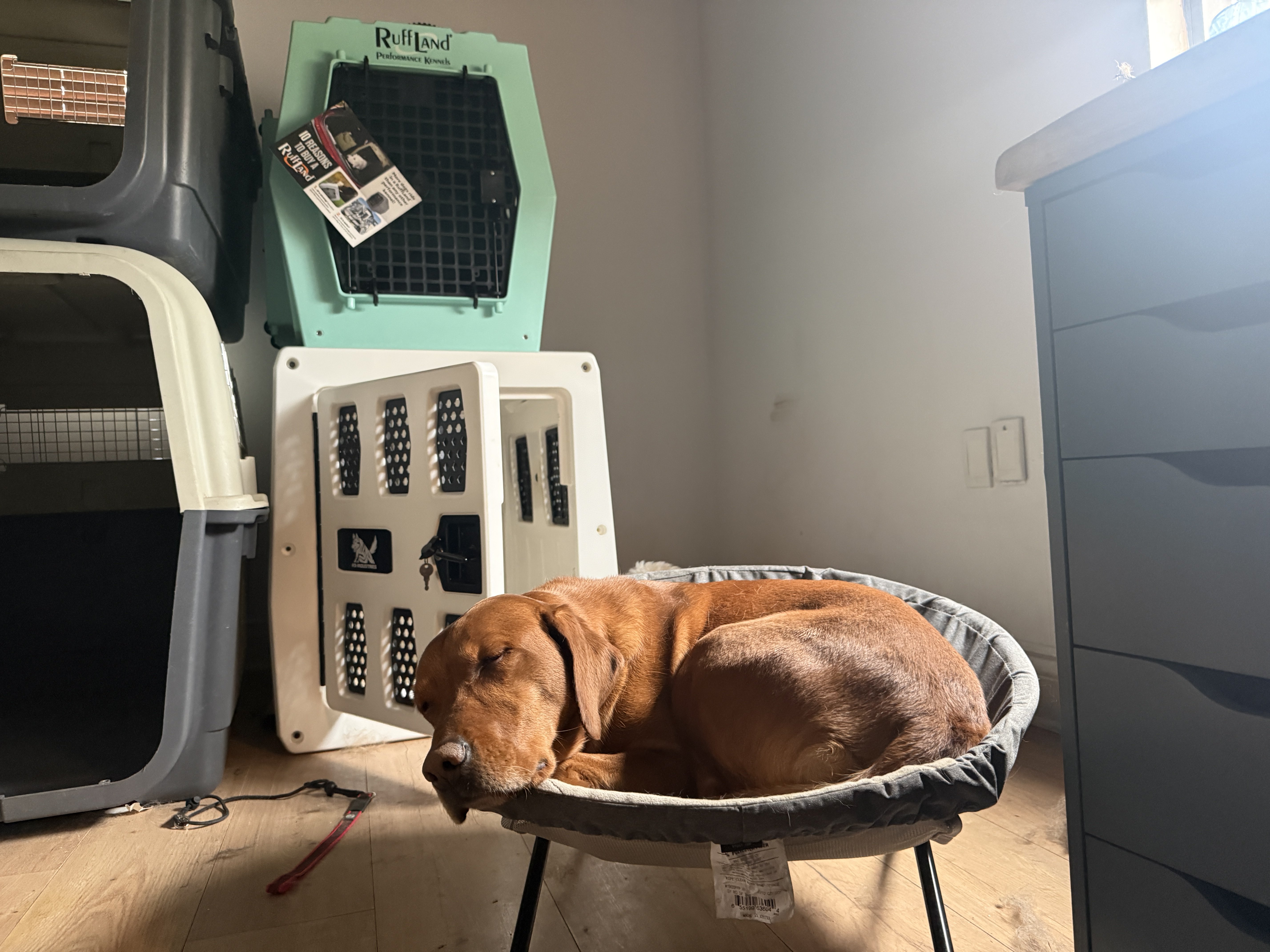 Dog resting in boarding kennel