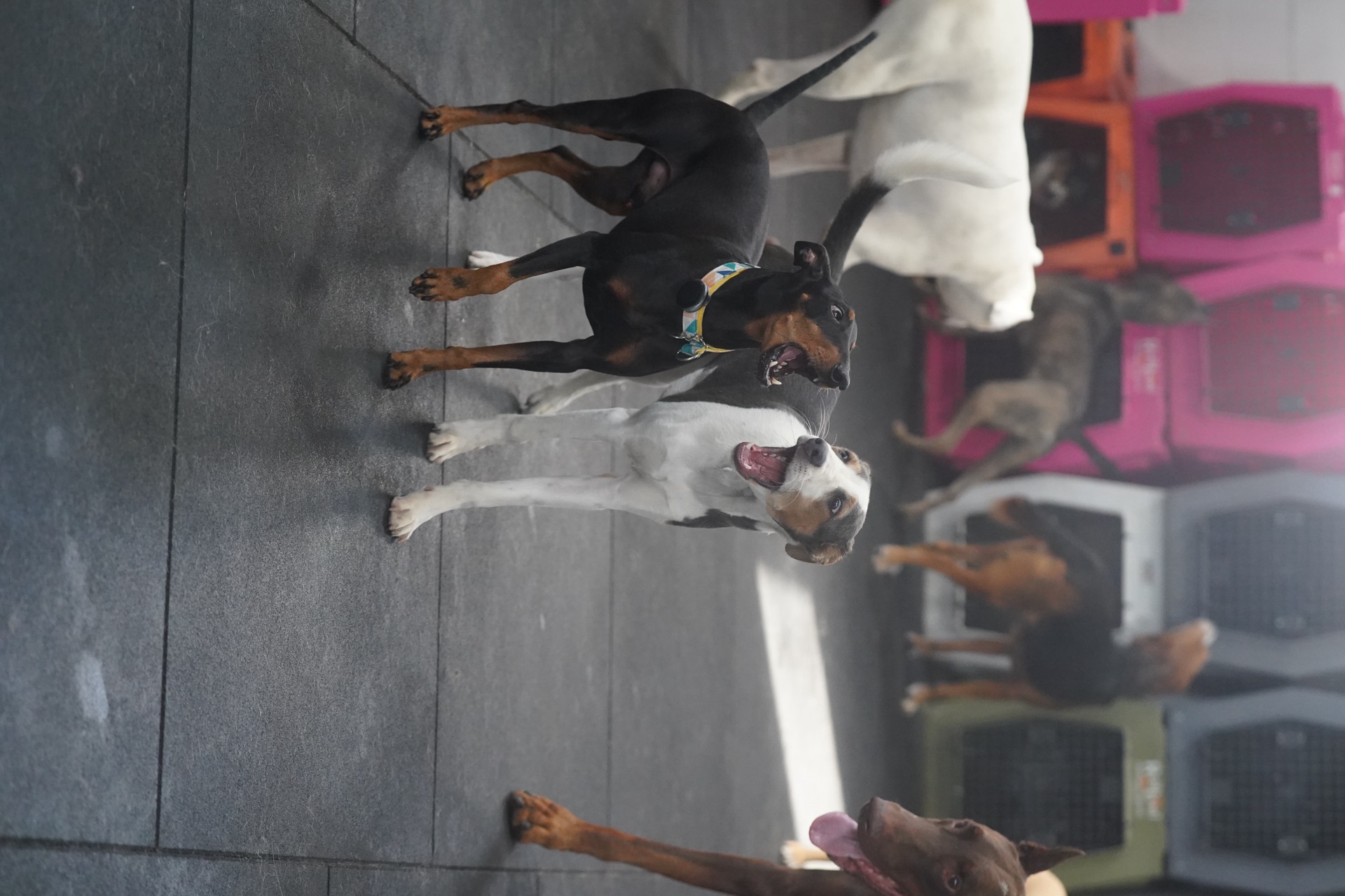 Dogs playing at Academy Daycare